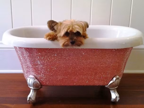 Vì muốn thú cưng cũng được sống cuộc sống xa hoa như mình, một tỷ phú đã trả tới 39.000 USD để mua cho chú chó của mình cái bồn tắm nạm 45.000 viên pha lê.