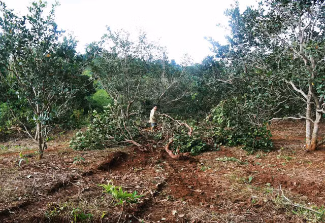 Vườn điều của ông Thắng bị xe ủi cày ngã.