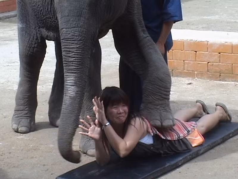 Có căng thẳng không khi bạn nằm dưới chân cho chú voi massage điêu luyện này tại Thái Lan?