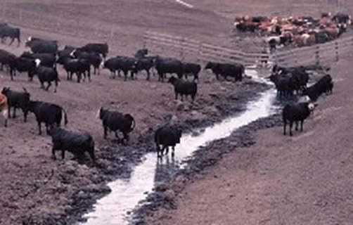 Tương tự như chất thải từ người, chất thải từ động vật chứa nhiều tạp chất hơn. Chất thải động vật có thể đi vào nước tự nhiên hoặc trong quá trình dân sinh hóa. Ở những vùng nông thôn, người ta thường tắm cho gia súc ngay trong nước và điều này khiến nước bị ô nhiễm gây chết người. 