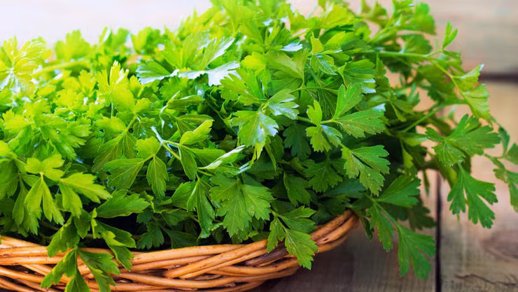 Rau mùi tây: Thật ngạc nhiên khi biết những loại rau gia vị như rau mùi tây lại có đặc tính làm loãng nước tiểu. Nghiên cứu cho thấy khi ăn hạt rau mùi tây bạn đi tiểu nhiều hơn bình thường. Chưa kể một vốc rau mùi tây rắc lên món ăn cũng sẽ làm bạn cảm thấy khô xác. 