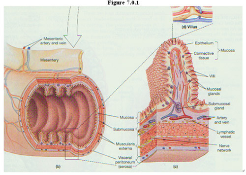 Dạng mất cân bằng cuối cùng là loét ruột, triệu chứng là thường bị đầy hơi hoặc thừa axit sau khi ăn. Trong trường hợp này nên chia nhỏ các bữa ăn, mỗi bữa ăn số lượng ít đồng thời nên uống nước pha 1 thìa dấm táo trước khi ăn để giảm độ pH trong dạ dày, không nên uống nước trong khi ăn mà nên uống giữa các bữa ăn.