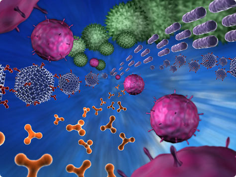 Đường ruột miễn dịch: Là một dạng nặng nhất của hội chứng rò rỉ ruột, triệu chứng là các bệnh viêm đường ruột và kích thích đường ruột. Nguyên nhân thường là dị ứng thức ăn hoặc không dung nạp thức ăn, đặc biệt là với gluten và các sản phẩm từ sữa. 