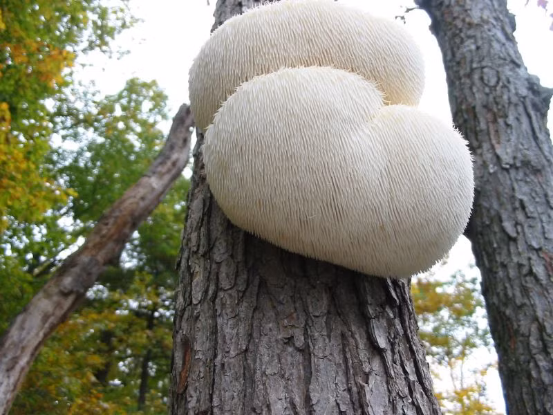 Nấm đầu khỉ tươi khi nấu có vị ngọt thơm; nấm khô có vị nhẫn đắng, hậu ngọt, có thể hãm thành một loại nước uống thay trà.