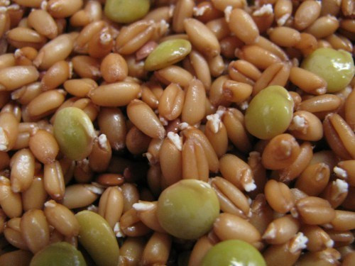 Rất nhiều người đang chuyển sang ăn các loại hạt mầm vì có đầy đủ chất dinh dưỡng và hầu như không qua quá trình chế biến để bảo quản. Những loại hạt này được thu hoạch ngay khi nẩy mầm, chứa rất nhiều vitamin và khoáng chất trong đó có kẽm và sắt.