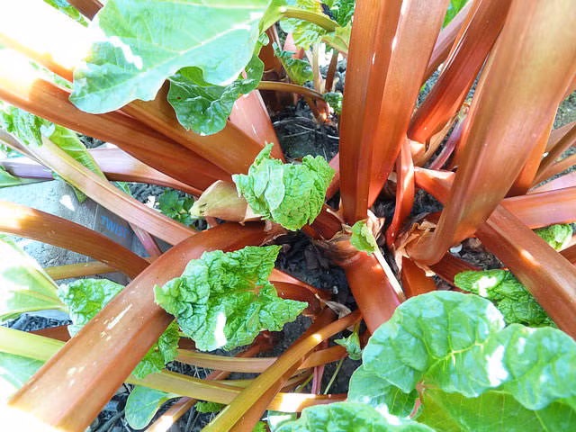 Cải đại hoàng có lá to và cuống dài, được dùng kèm trong rất nhiều món ăn. Ngoài ra còn được dùng làm chất nhuộm màu và trong ngành y. Cải đại hoàng là một thực phẩm có độc tố vì lá cải đại hoàng có chứa một lượng lớn axit oxlic gây nên nhiều bệnh, thậm chỉ gây tử vong. Đi tiểu ra máu, nôn mửa, run rẩy, tiêu chảy là những dấu hiệu thường thấy sau khi ăn cải đại hoàng. Phần duy nhất của loại rau này không có độc tố chính là cuống lá nên được dùng trong rất nhiều món ăn. 