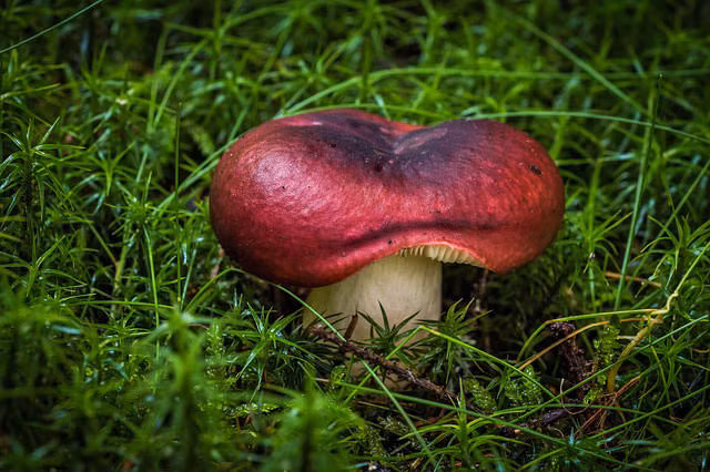 Những món ăn từ nấm đều rất ngon nhưng không phải nấm nào cũng có thể dùng để nấu ăn. Hàng năm những vụ nhập viện vì ngộ độc nấm rất nhiều. Trên thế giới có khoảng 100 loại nấm độc và 12 loại nấm gây chết người. Nấm độc thường có những đặc điểm chung như thân màu trắng, nhỏ, mũ nấm màu nâu có hình dáng như cái ô, đầu tròn. 