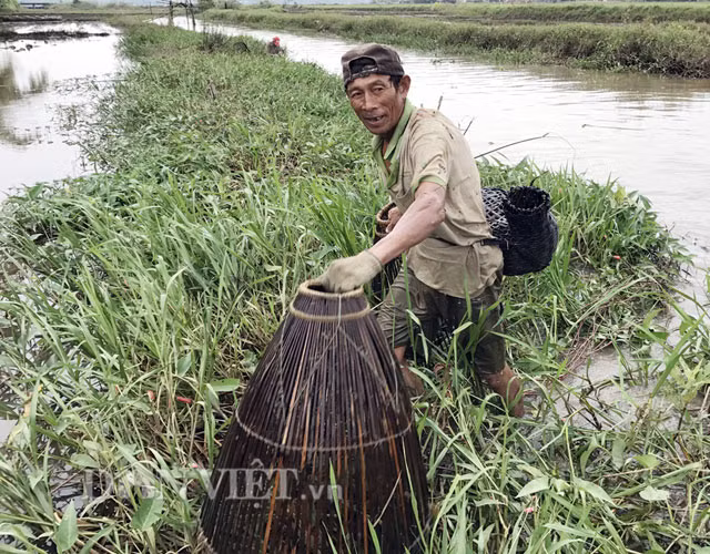 Việc đi chụp cá tập thể bằng nơm thường chỉ kéo dài trong thời gian từ 2-3 giờ là nghỉ. Cá bắt được đủ loại, như cá tràu (cá quả), cá sặc, rô... tuy nhiên nhiều nhất là cá gáy, với số lượng có hôm trúng mánh được 3-5 kg/người/buổi, ít thì cũng được 2 kg/người. 