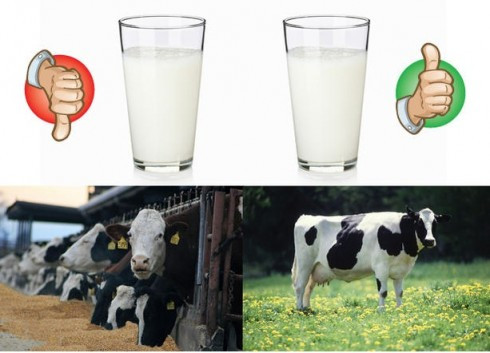 Cô Rhiannon không bao giờ đụng đến các đồ không phải hữu cơ, kể cả sữa. Sữa và các sản phẩm làm từ sữa hữu cơ chứa nhiều omega 3 hơn đồng thời chứa nhiều sắt, vitamin E hơn. Ngoài ra, cô cũng lưu ý rằng sữa nguyên kem tốt cho sức khỏe vì càng nhiều chất béo thì quá trình sản sinh đường lactoza càng bị chậm lại. 