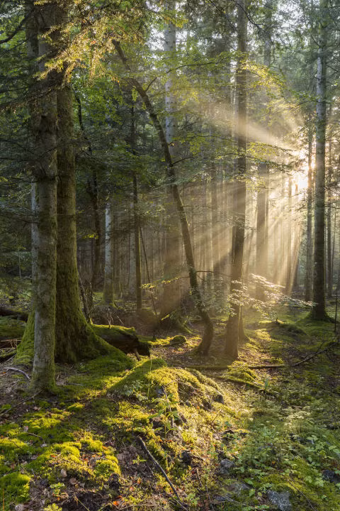 Bạn thích những mùi gỗ như tuyết tùng, gỗ đàn thì không hẳn bạn sẽ là người khô cứng. Ngược lại, bạn là người thích tạo ra những xu hướng mới mẻ. Bạn không ngại dành cả ngày nghỉ chụp ảnh khu vườn của mình, chỉnh sửa cho đẹp chỉ để đăng lên mạng xã hội.