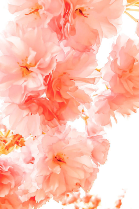 Những người phụ nữ thích hương hoa là những người lãng mạn và thời trang. Những người này thường nắm bắt xu thế tốt và không bao giờ tiếc tiền mua những món đồ nhỏ nhưng có giá trị như vài tấm thiệp.