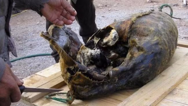 Món ăn truyền thống của Greenland với tên gọi kiviak này được làm từ khoảng 500 con chim anca (một loại chim biển nhỏ) nhồi vào bên trong da một con chó biển. Phần da này sẽ được khâu lại rồi chôn dưới đá trong khoảng 7 tháng. Trong khoảng thời gian này, chim anca lên men. Khi mùa đông đến, món này được lấy lên và xẻ ra. 