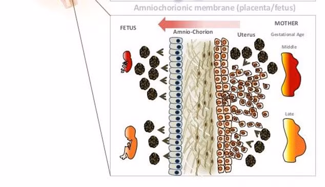 Đường lây nhiễm thứ hai có thể là qua túi ối và thường xảy ở tam cá nguyệt thứ 2 và thứ 3. Các nhà khoa học đã phát hiện ra các tế bào biểu mô của màng ối bao bọc xung quanh thai nhi rất dễ bị nhiễm virus Zika. 