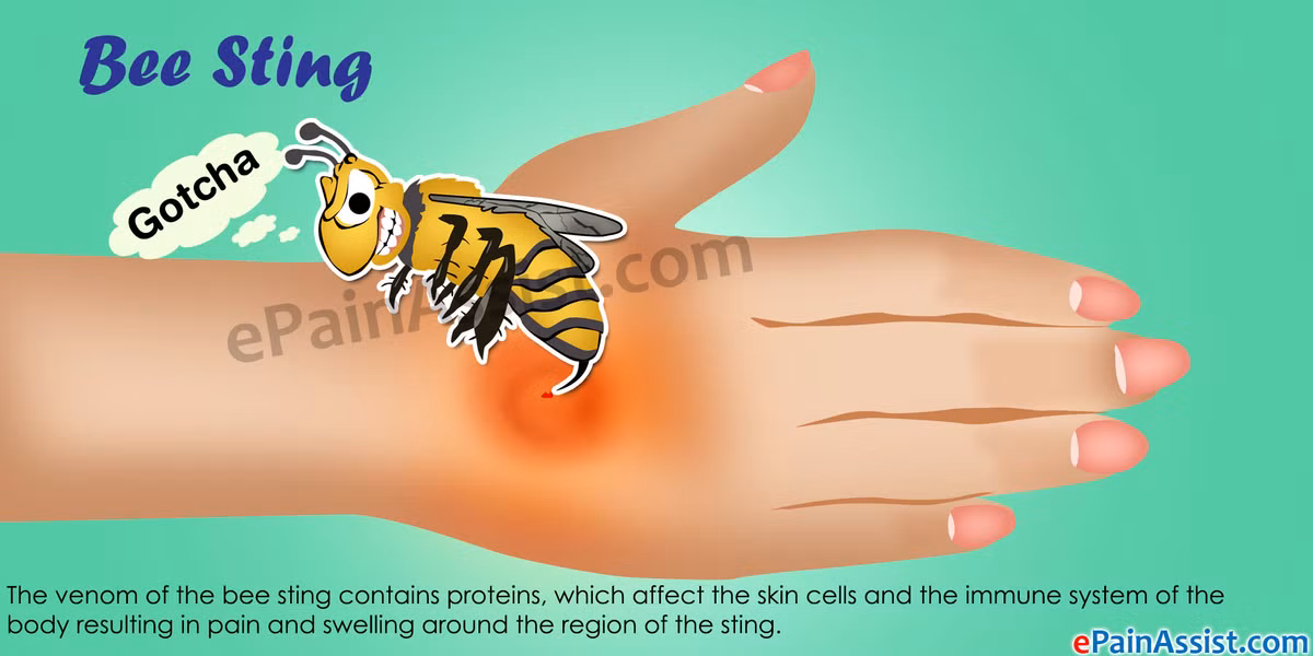 Cac bai thuoc so cuu khan cap tu la bap cai-Hinh-4