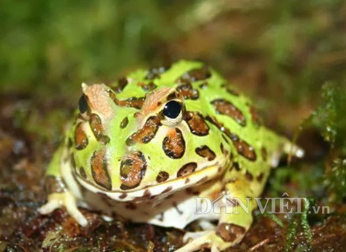 Mới xuất hiện ở Việt Nam gần chục năm trở lại đây nhưng loài ếch kiểng có tên Pacman đang khiến giới trẻ ở các thành phố lớn như Hà Nội, TP.HCM mê mẩn, đua nhau mua nuôi. 
