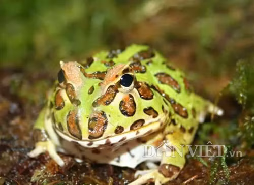 Mới xuất hiện ở Việt Nam gần chục năm trở lại đây nhưng loài ếch kiểng có tên Pacman đang khiến giới trẻ ở các thành phố lớn như Hà Nội, TP.HCM mê mẩn, đua nhau mua nuôi. 