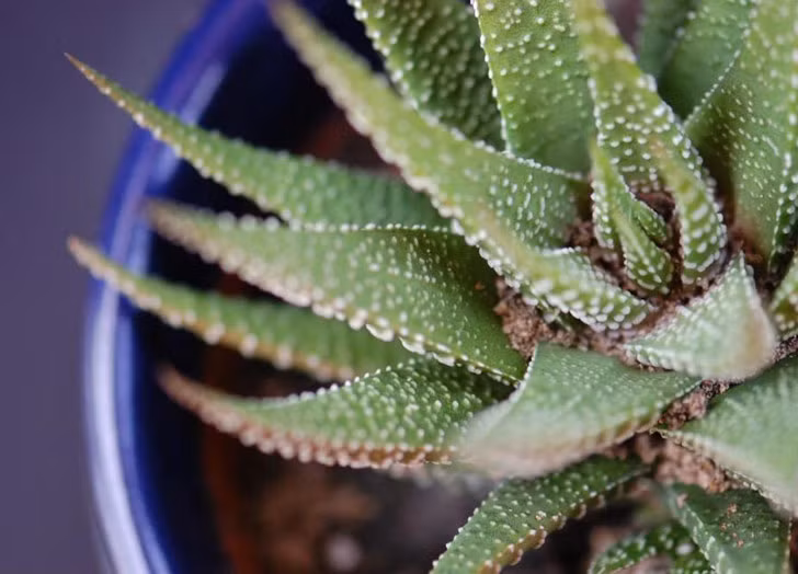 Lô hội không chỉ được dùng làm kem chống nắng. Đối với những ai da dầu, các vitamin, khoáng chất và axit amino có trong lô hội giúp làm sạch mỹ phẩm trang điểm mà không gây dính. Lô hội còn là chất se khít tự nhiên,có nghĩa là có thể giải quyết được các triệu chứng như mắt sưng hoặc đỏ sau khi dùng khăn tẩy trang. 