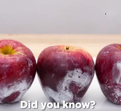 Các loại hoa quả như táo, mận, lê khi mới mua về thường có một lớp phấn trắng trên vỏ. Lớp phấn này có tác dụng giữ cho hoa quả được bóng trong quá trình vận chuyển. Nếu không có lớp phấn này, hoa quả sẽ dễ bị khô và nhăn vỏ. 