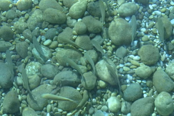 Xà phòng diệt khuẩn có thể ảnh hưởng đến nội tiết. Thử nghiệm trên động vật cho thấy triclosan ảnh hưởng đến hormone tuyến giáp. Nếu tác hại tương tự xảy ra đối với người thì sẽ dẫn đến một loạt những vấn đề như vô sinh, trưởng thành sớm, béo phì và ung thư. 