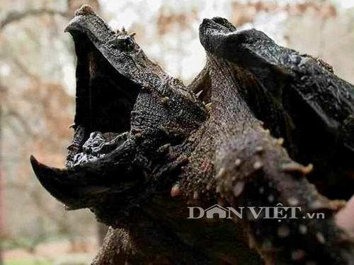 Loài rùa đặc biệt này có thân hình giống như khủng long thời cổ đại đang gây sốt trong giới thú cưng ở Việt Nam. Hiện, loài này đang được một số người ở các thành phố lớn như Hà Nội và TP.HCM rao bán làm thú cưng với giá từ vài trăm nghìn đồng đến hàng triệu đồng/con.