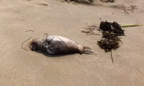 Cá chết trôi dạt vào bãi biển phường Mân Thái (quận Sơn Trà) sáng 27/4.