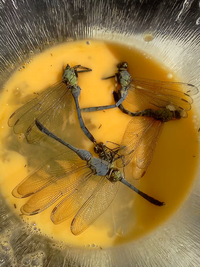 Ở Indonesia và Trung Quốc, chuồn chuồn được hấp hoặc chiên. Theo những người đã thử qua món ăn này cho biết món ăn có vị gần giống cua lột. 