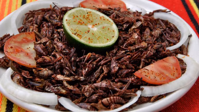 Món châu chấu này có thể tìm thấy ở nhiều nước châu Á như Thái Lan, Campuchia và cả ở Việt Nam. Tùy theo cách chế biến mà món ăn sẽ có vị như thịt gà, nho khô hay chỉ đơn giản là món côn trùng chiên giòn trong dầu. 