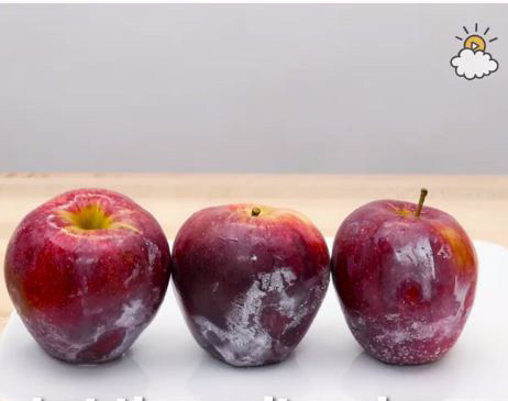 Vì vậy một số nơi sản xuất thường dùng sản phẩm wax công nghiệp để xịt lại lên hoa quả và chỉ 500g chất này cũng có thể đủ cho 16.000 quả. Lượng wax xịt lên còn tùy thuộc vào từng loại quả, thời gian thu hoạch và điều kiện bảo quản. 