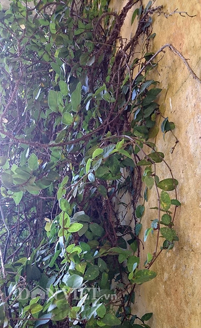 Vườn tựa như khu rừng đầy hương sắc. 