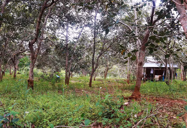 Trong khu vực dự án của Công ty Long Sơn có nhiều nhà dân trồng điều lâu năm.