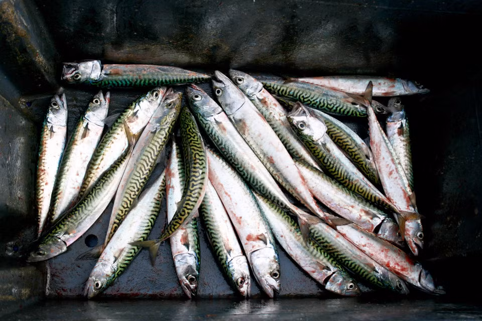 Người Thụy Điển được coi là một trong những người hạnh phúc nhất hành tinh. Họ ăn rất nhiều cá vì đây là thực phẩm chứa nhiều protein, omega-3s và chấ chống oxy hóa. Những loại cá phổ biến là cá trích, cá thu và cá hồi. Họ thường ăn các loại rau có củ và ăn bánh mì lúa mạch với chỉ số đường huyết rấp thấp. 