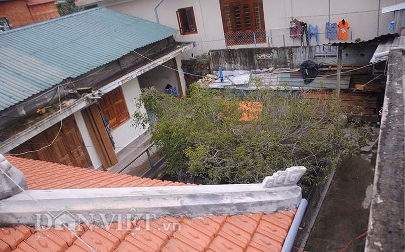 Cây sanh 14 tỷ đồng nhìn từ trên cao.