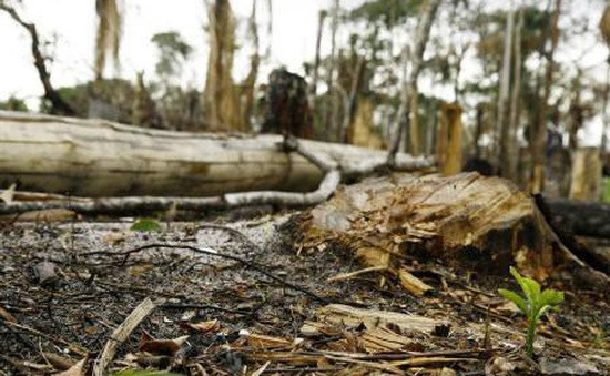 Theo các chuyên gia, sự biến mất của nền văn minh Maya liên quan đến nạn chặt phá rừng.