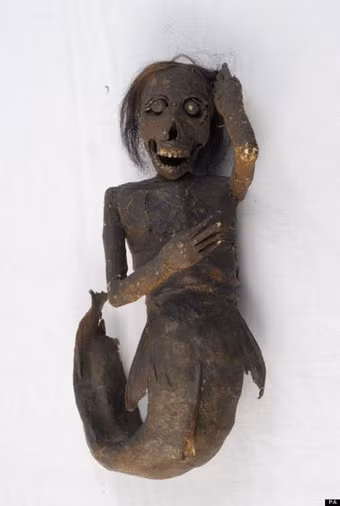 Tóc của nàng tiên cá được xác nhận là tóc người. Xác người cá này còn khá nguyên vẹn nên các chuyên gia hy vọng sẽ giải mã được nhiều bí mật về thi hài này khi thực hiện các nghiên cứu sâu hơn.