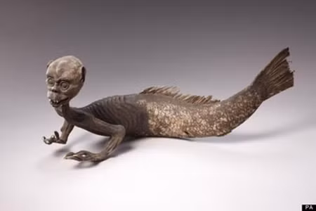 Một số ngư dân Nhật Bản tìm thấy xác ướp người cá. Theo đó, các chuyên gia mua lại để tiến hành nghiên cứu tỉ mỉ.