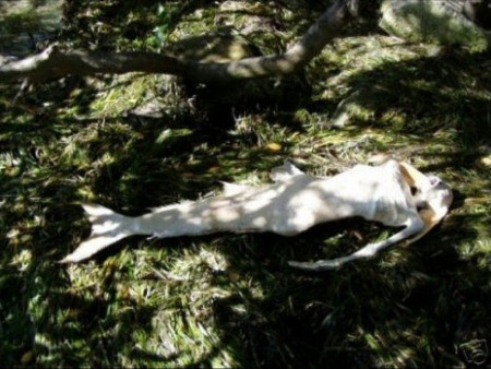 Hóa thạch người cá trên có niên đại khoảng 1.200 năm tuổi. Nó có kích thước khoảng 160 cm với phần đầu giống con người và đuôi cá.