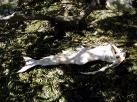 Hóa thạch người cá trên có niên đại khoảng 1.200 năm tuổi. Nó có kích thước khoảng 160 cm với phần đầu giống con người và đuôi cá.