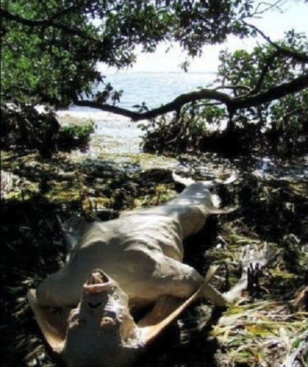 Ngày 2/7/1991, báo giới đưa tin về phát hiện hóa thạch nàng tiên cá được tìm thấy tại một bờ biển Nam Tư cũ.