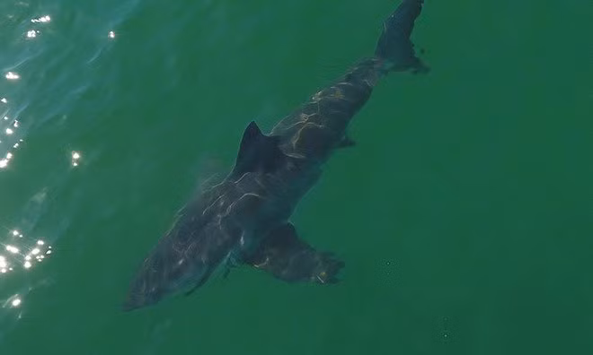 Nuoc am len, bien ngoai khoi California bat ngo hoa “cong vien ca map trang”