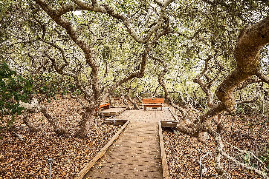 Rừng Elfin Forest nằm ở phía tây nam của Escondido ở Hạt San Diego. Khu rừng nổi tiếng với những câu chuyện huyền bí, thần thoại về những linh hồn ma ám và yêu tinh