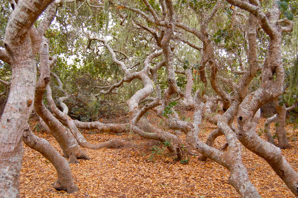 " Khu rừng ma ám" đầu tiên phải nhắc tến là Rừng Elfin ở California