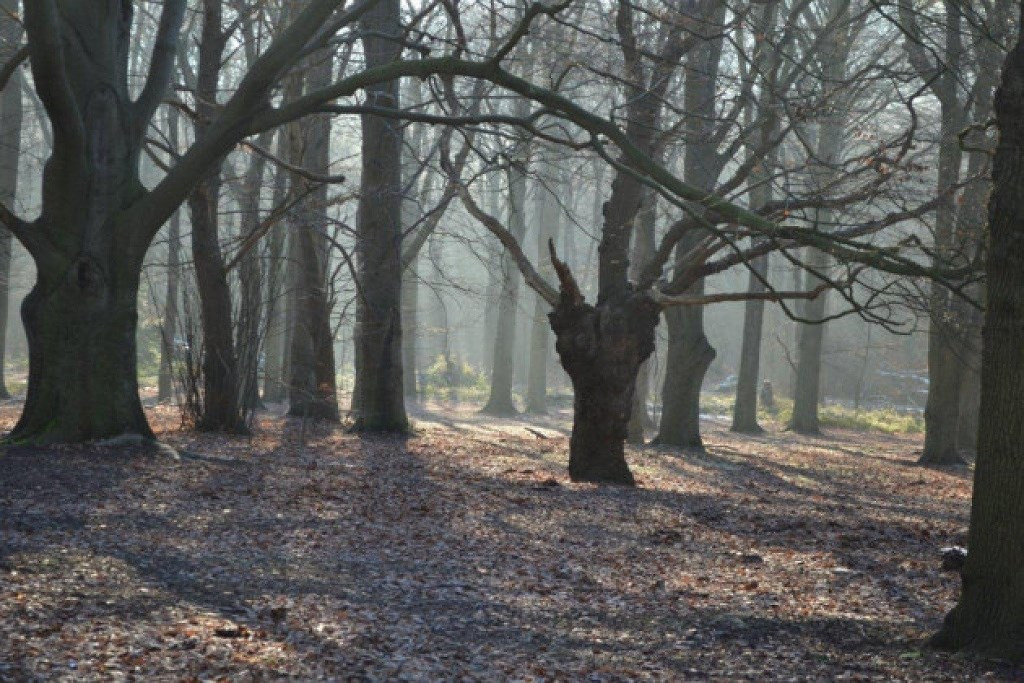 Đầu những năm 1700, tay sát thủ nổi tiếng Notorious Dick Turpin từng giết người và sau đó giấu xác chết bên trong khu rừng. Tới năm 1960, thi thể của hơn một chục nạn nhân khác cũng được phát hiện tại đây