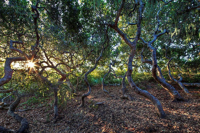 Truyền thuyết kể rằng những người gypsies đã từng chiếm Rừng Elfin vào đầu thế kỷ 19, cho đến khi những người dân địa phương gần đó đã đuổi họ đi và tàn sát những người không chạy trốn. Sau đó người gypsies đã trả thù bằng cách nguyền rủa khu rừng và tất cả các vùng đất xung quanh