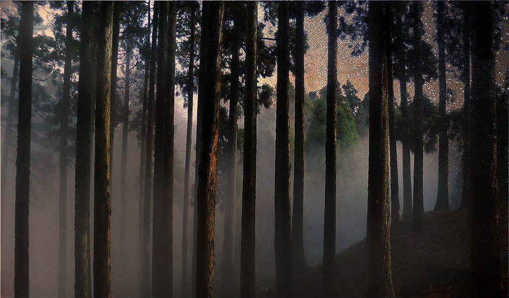 Nằm ở thị trấn Kurseong của Tây Bengal, Rừng đồi Dow được biết đến như một trong những nơi bị ám ảnh nhất ở Ấn Độ