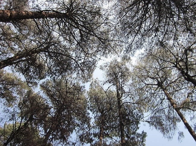 Người dân địa phương kể lại rằng họ thường nghe thấy tiếng bước chân vang vọng qua các lối mòn trong rừng