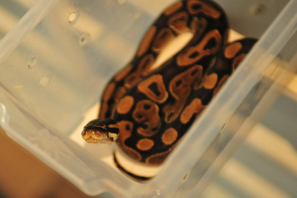 Loài trăn bóng có tính cách khá nhút nhát khi gặp người.