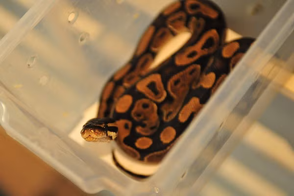 Loài trăn bóng có tính cách khá nhút nhát khi gặp người.