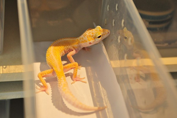 Hầu như các loại bò sát cảnh này đều được nhập khẩu từ Thái Lan, có xuất xứ nguồn gốc và được kiểm định y tế khi nhập cảnh. Tuy vẻ bề ngoài của những loài thú cưng này khá kỳ dị và dữ dằn nhưng chúng lại rất hiền lành và dễ nuôi. Ảnh: Một chú thằn lằn da báo. 