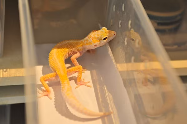 Hầu như các loại bò sát cảnh này đều được nhập khẩu từ Thái Lan, có xuất xứ nguồn gốc và được kiểm định y tế khi nhập cảnh. Tuy vẻ bề ngoài của những loài thú cưng này khá kỳ dị và dữ dằn nhưng chúng lại rất hiền lành và dễ nuôi. Ảnh: Một chú thằn lằn da báo. 