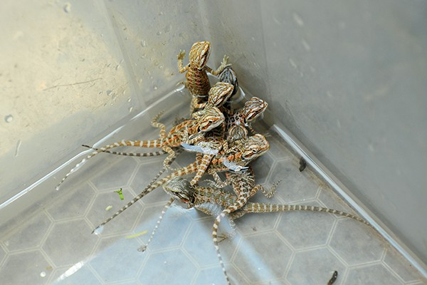 Những chú rồng Úc thường xuyên được tắm 2 lần/tuần.